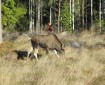 © 2023 Caj Nordström