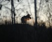 © 2023 Tiia Nurminen
